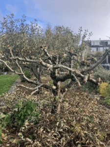 gesnoeide-boom gesnoeide-boom