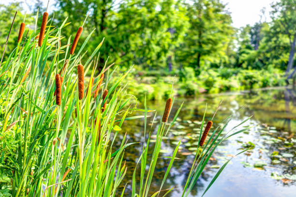 riet